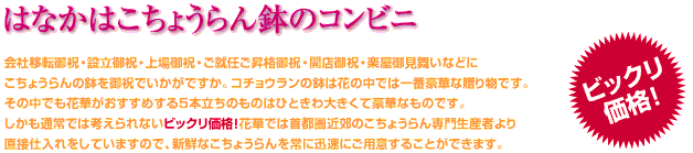 はなかはこちょうらん鉢のコンビニ　会社移転御祝・設立御祝・上場御祝・ご就任ご昇格御祝・開店御祝・楽屋御見舞などにこちょうらんの鉢をお祝いでいかがですか。コチョウランの鉢は花の中では一番豪華な贈り物です。その中でも花華がおすすめする5本立ちのものはひときわ大きくて豪華なものです。しかも通常では考えられないビックリ価格！花華では首都圏近郊のこちょうらん専門生産者より直接仕入れをしていますので、新鮮なこちょうらんを常にご用意することができます。