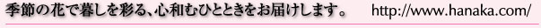 季節の花で暮らしを彩る、心和むひとときをお届けします。